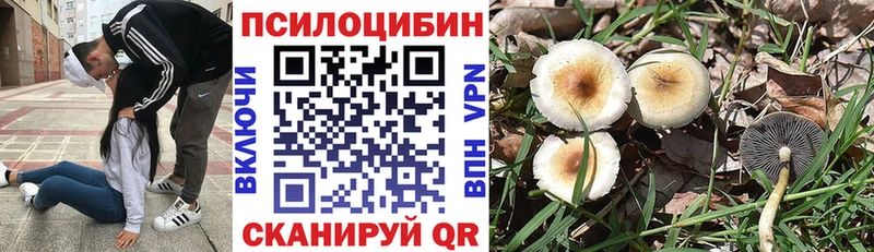 Псилоцибиновые грибы Psilocybine cubensis Чадан
